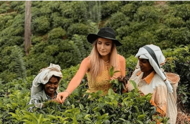 Tea plantations in the Sri Lankan hill country